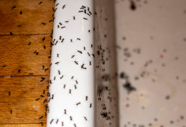 Best Wasp Removal Services  in Eureka Mill, SC
