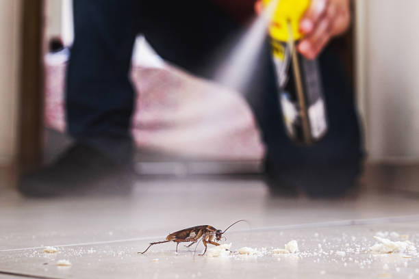 Best Affordable Pest Control Services  in Eureka Mill, SC